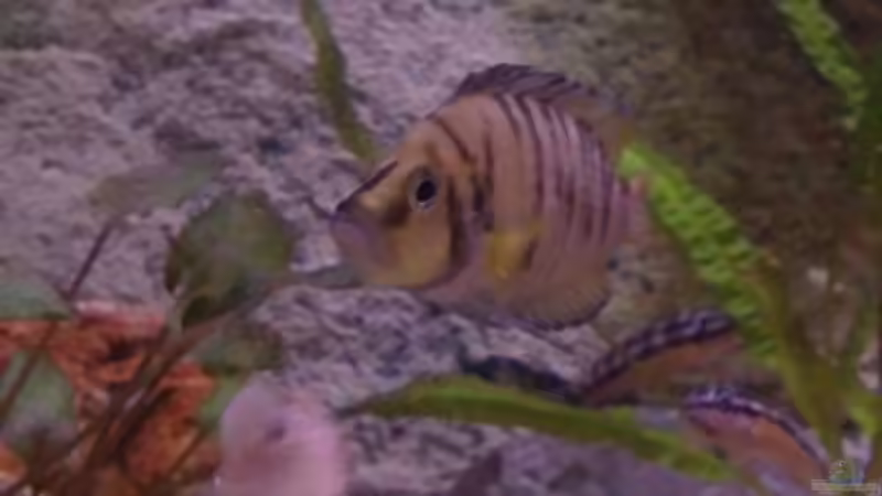 Besatz im Aquarium Tanganjikabecken von Capitan Hook (43)