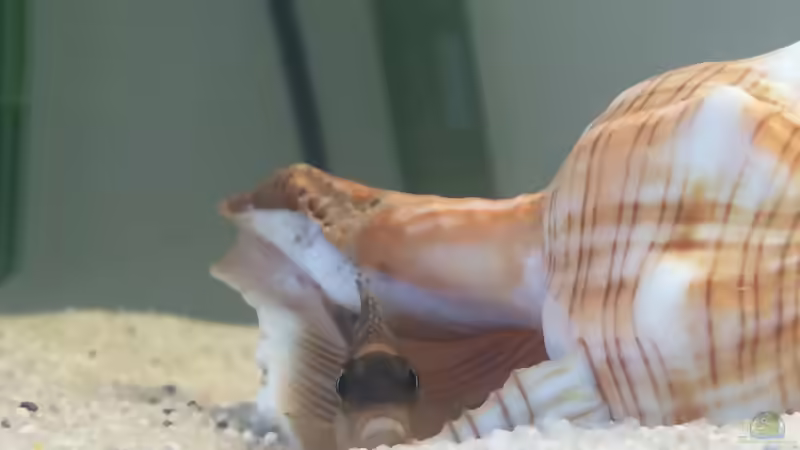 Besatz im Aquarium Tanganjikabecken von just (6)