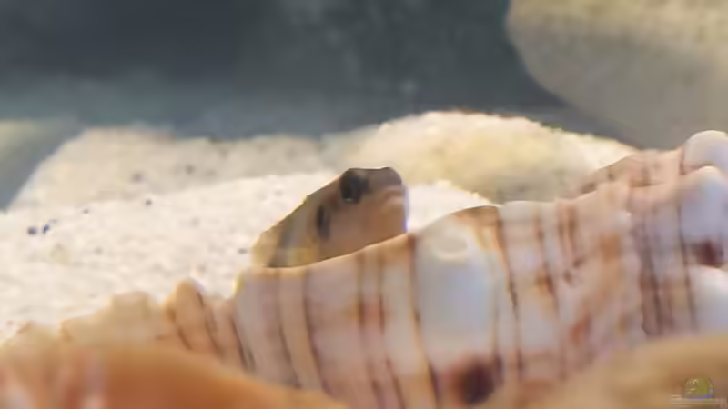 Besatz im Aquarium Tanganjikabecken von just (7)