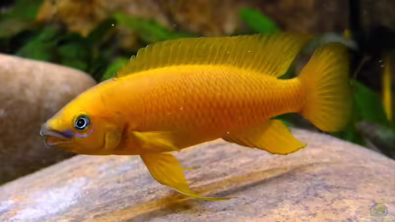 Besatz im Aquarium Tanganjikatümpel 2.0 von axolotl (83)