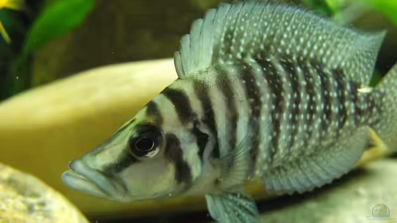 Besatz im Aquarium Tanganjikatümpel (Nur noch als Beispiel) von axolotl (21)