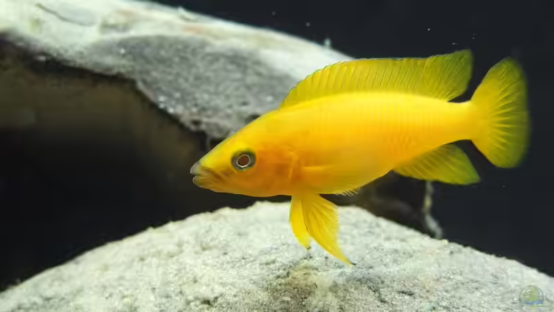 Besatz im Aquarium Tanganjikatümpel (Nur noch als Beispiel) von axolotl (23)