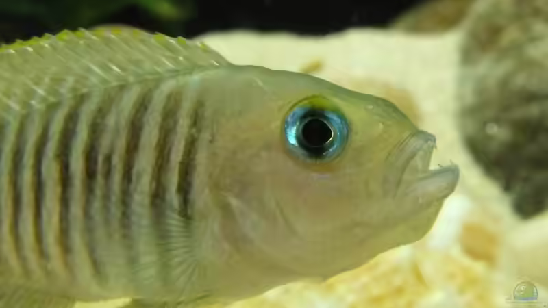 Besatz im Aquarium Tanganjikatümpel (Nur noch als Beispiel) von axolotl (25)