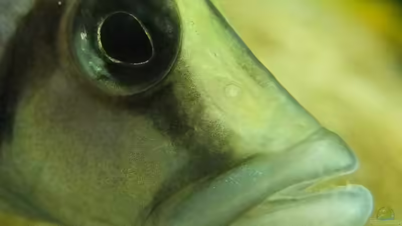 Besatz im Aquarium Tanganjikatümpel (Nur noch als Beispiel) von axolotl (28)