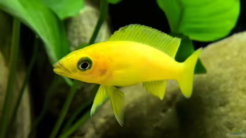 Besatz im Aquarium Tanganjikatümpel (Nur noch als Beispiel) von axolotl (29)