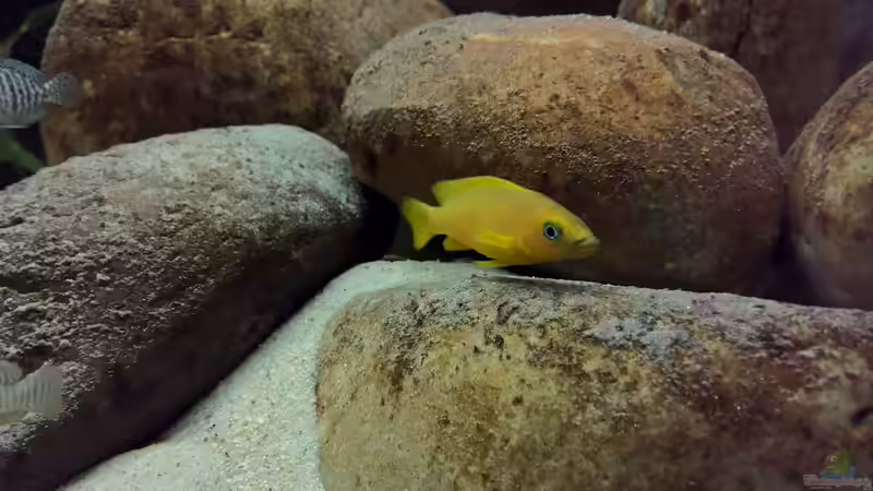 Besatz im Aquarium Tanganjikatümpel (Nur noch als Beispiel) von axolotl (31)