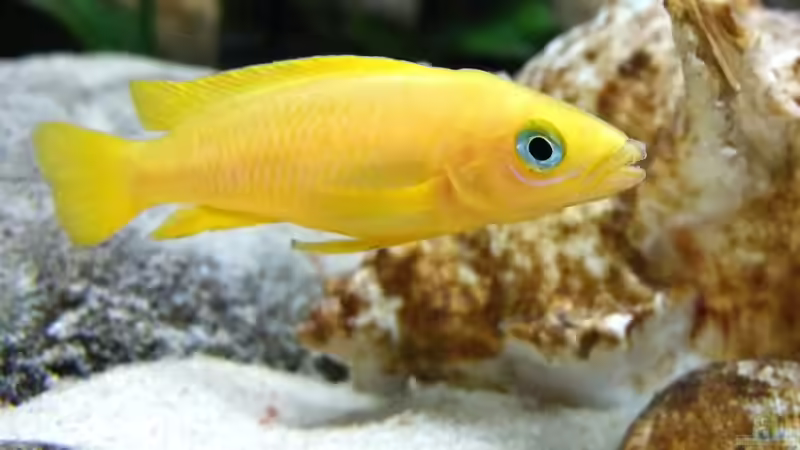 Besatz im Aquarium Tanganjikatümpel (Nur noch als Beispiel) von axolotl (34)