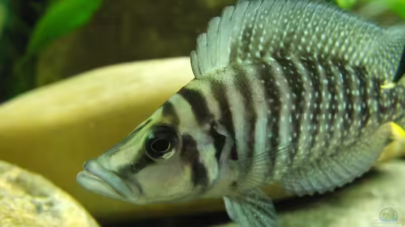Besatz im Aquarium Tanganjikatümpel (Nur noch als Beispiel) von axolotl (38)