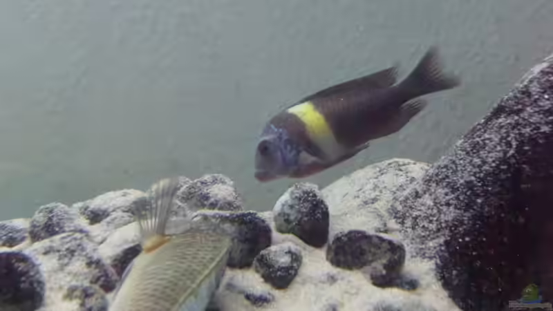 Besatz im Aquarium Tanganyika-Lakeside von Akula (15)