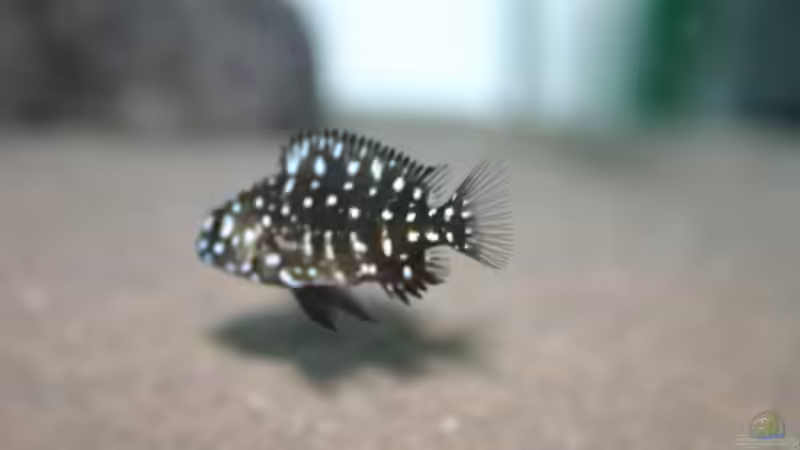 Besatz im Aquarium Tanganyika-Lakeside von Akula (18)