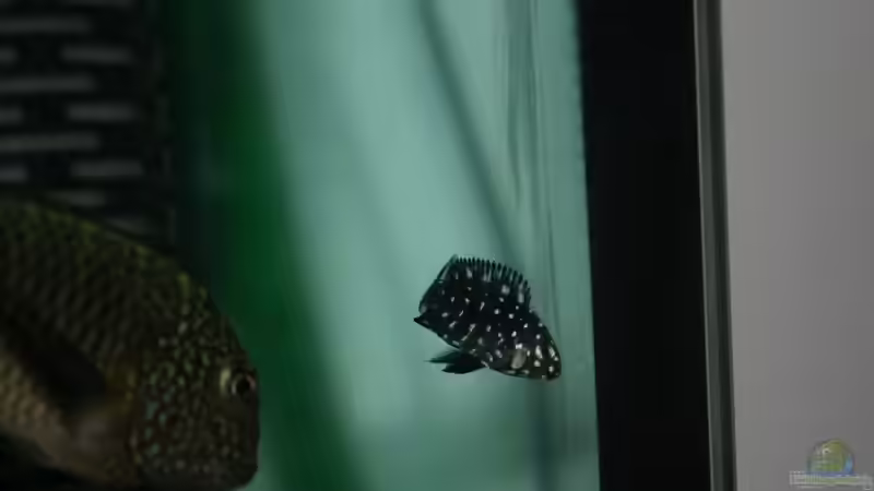 Besatz im Aquarium Tanganyika-Lakeside von Akula (19)