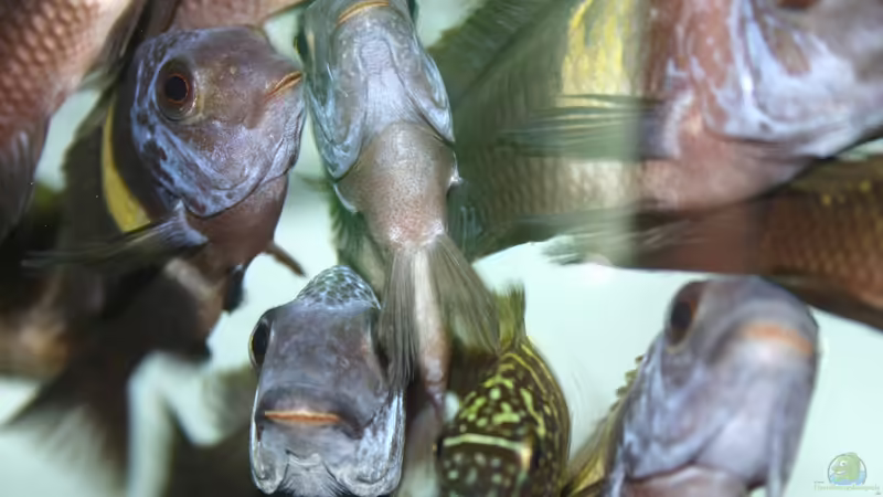 Besatz im Aquarium Tanganyika-Lakeside von Akula (20)