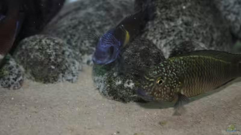 Besatz im Aquarium Tanganyika-Lakeside von Akula (21)