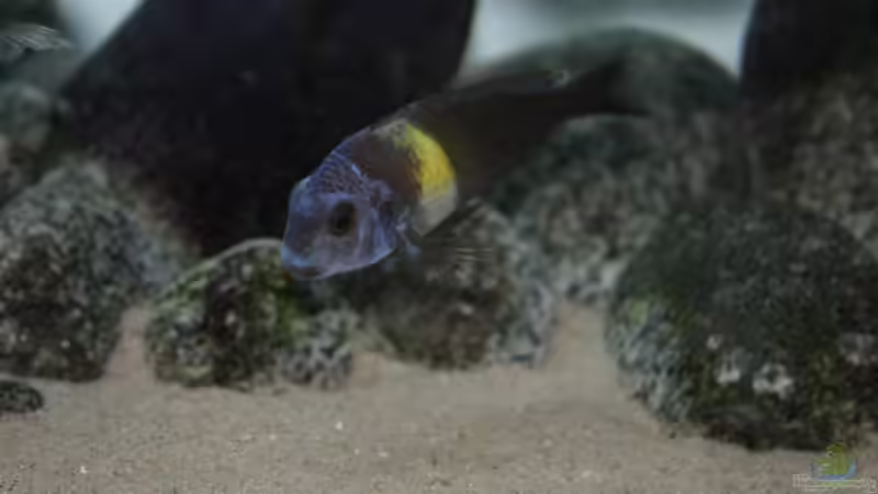 Besatz im Aquarium Tanganyika-Lakeside von Akula (22)