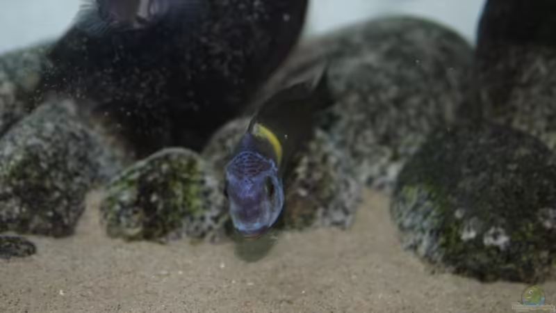 Besatz im Aquarium Tanganyika-Lakeside von Akula (24)