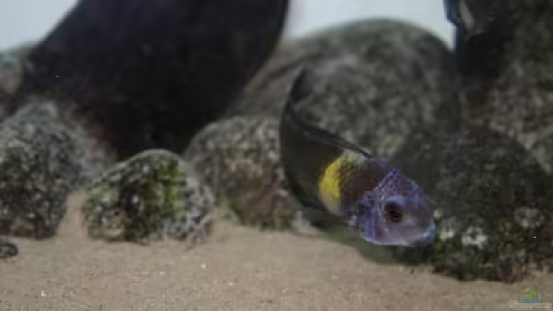 Besatz im Aquarium Tanganyika-Lakeside von Akula (25)