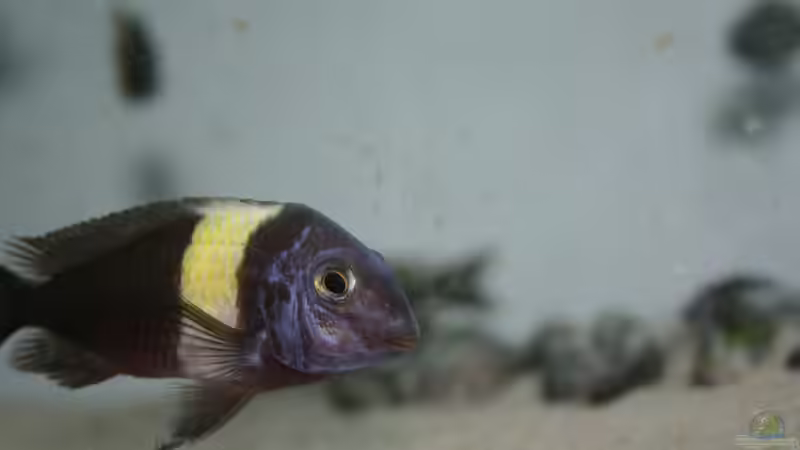 Besatz im Aquarium Tanganyika-Lakeside von Akula (26)