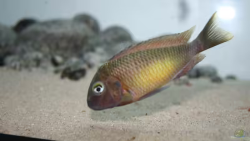 Besatz im Aquarium Tanganyika-Lakeside von Akula (29)