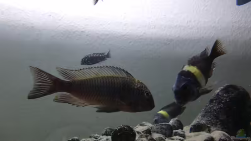 Besatz im Aquarium Tanganyika-Lakeside von Akula (30)