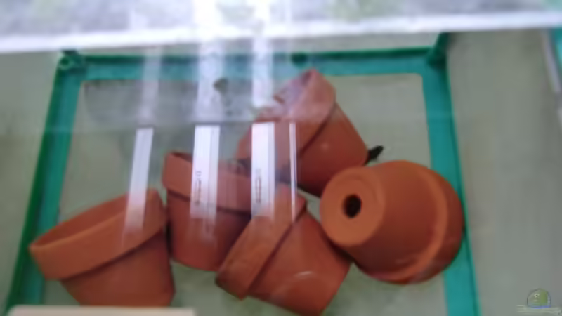 Besatz im Aquarium Tanganyika-Lakeside von Akula (31)