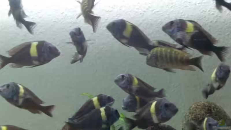 Besatz im Aquarium Tanganyika-Lakeside von Akula (9)