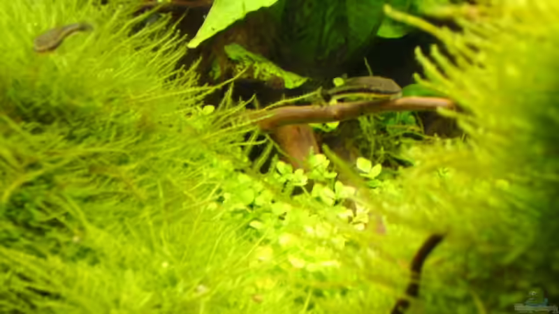 Besatz im Aquarium Tantris von Sailfish (11)