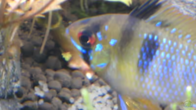 Besatz im Aquarium Tantris von Sailfish (13)