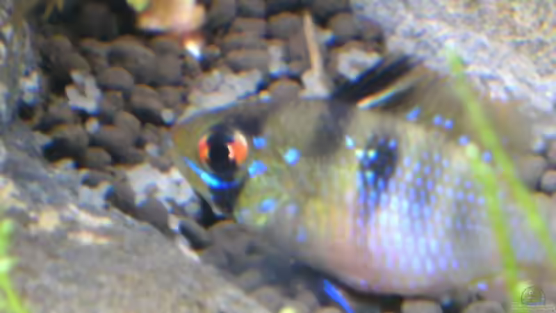 Besatz im Aquarium Tantris von Sailfish (14)