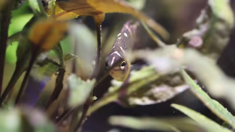 Besatz im Aquarium tercera conca von lomarraco (112)