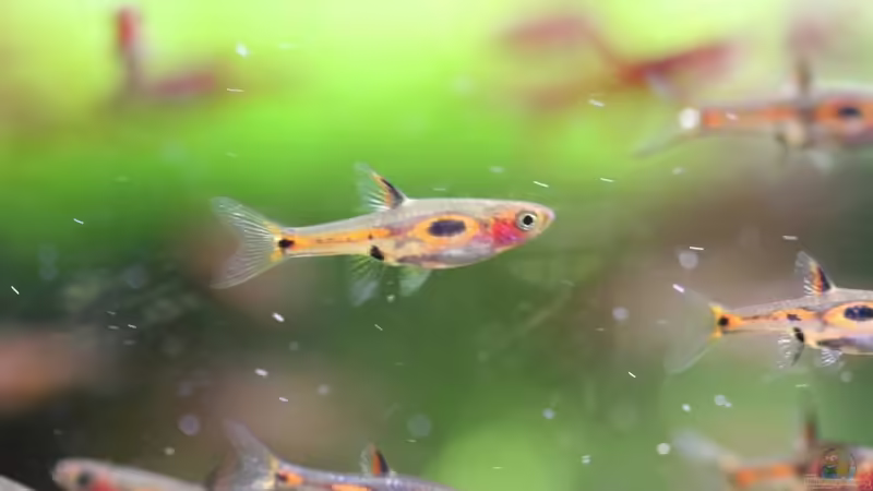 Besatz im Aquarium tercera conca von lomarraco (113)