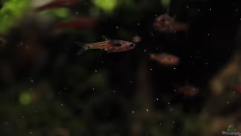 Besatz im Aquarium tercera conca von lomarraco (114)