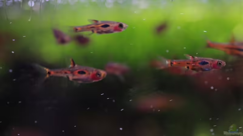 Besatz im Aquarium tercera conca von lomarraco (115)