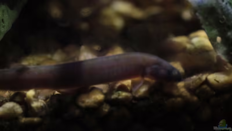 Besatz im Aquarium tercera conca von lomarraco (116)