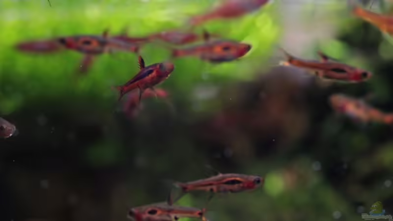 Besatz im Aquarium tercera conca von lomarraco (117)