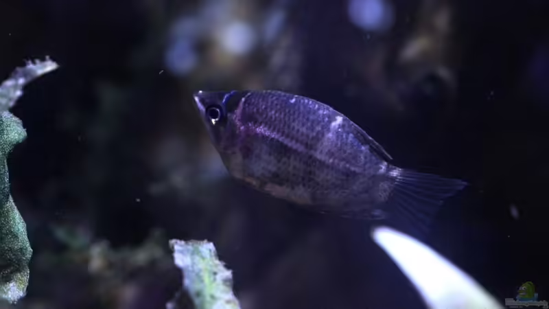 Besatz im Aquarium tercera conca von lomarraco (120)