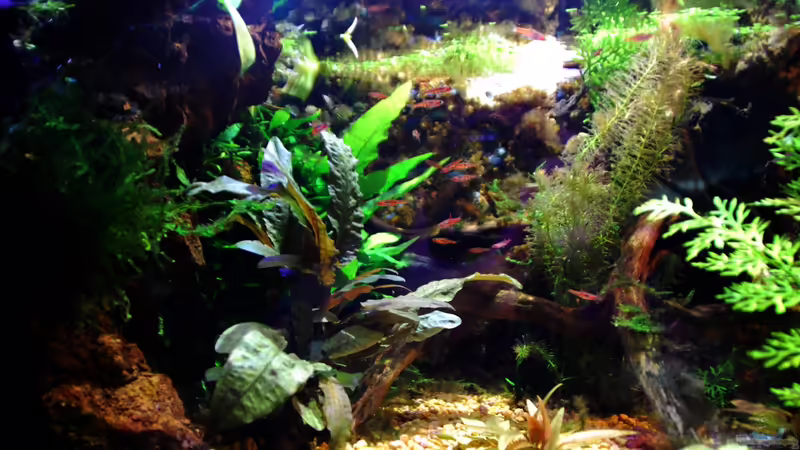 Besatz im Aquarium tercera conca von lomarraco (121)