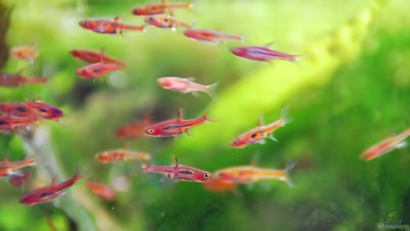 Besatz im Aquarium tercera conca von lomarraco (122)