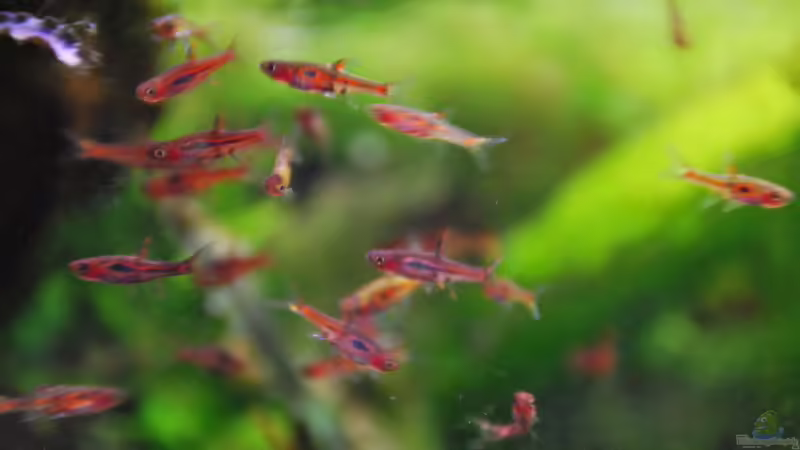 Besatz im Aquarium tercera conca von lomarraco (123)