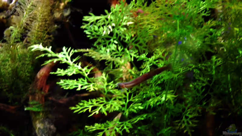 Besatz im Aquarium tercera conca von lomarraco (125)