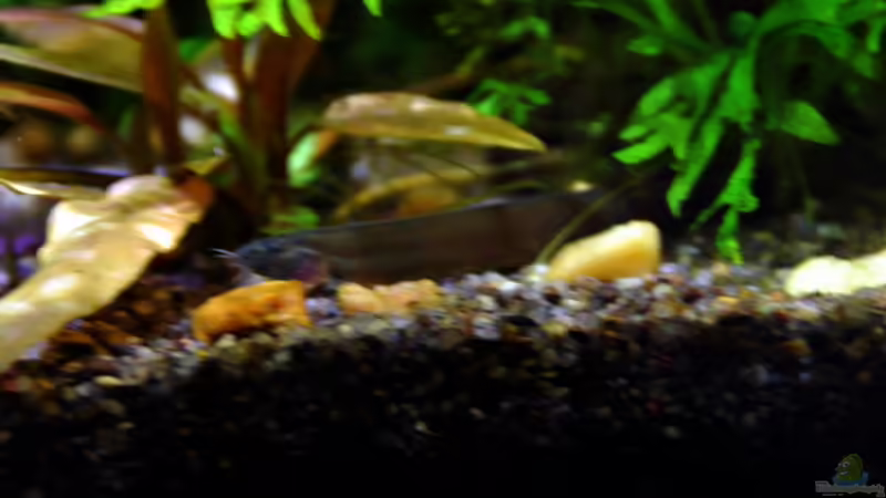 Besatz im Aquarium tercera conca von lomarraco (126)