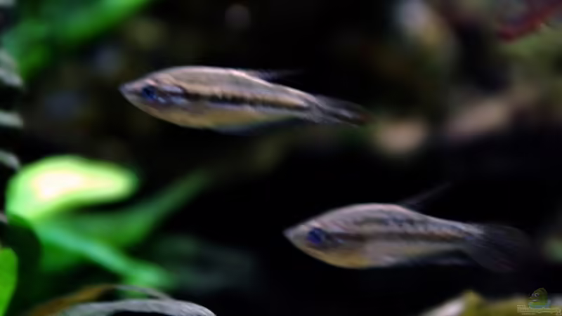 Besatz im Aquarium tercera conca von lomarraco (127)