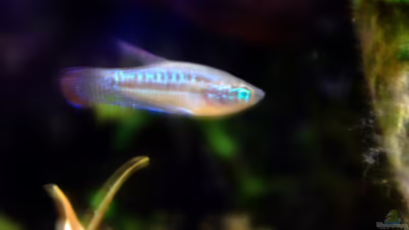 Besatz im Aquarium tercera conca von lomarraco (128)