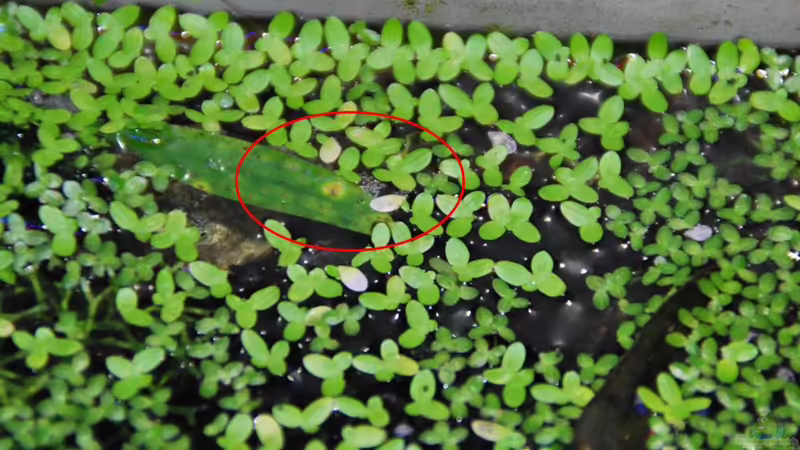 Besatz im Aquarium tercera conca von lomarraco (129)