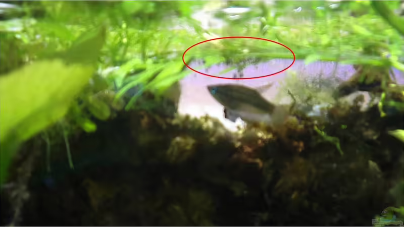 Besatz im Aquarium tercera conca von lomarraco (130)