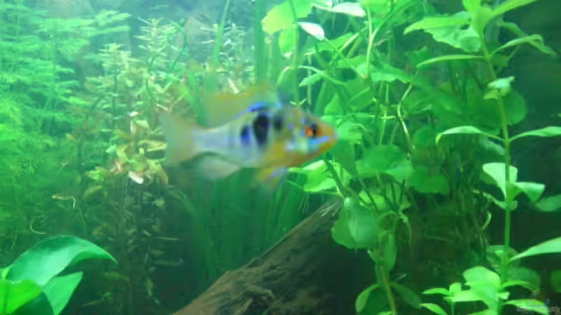 Besatz im Aquarium Tetra Aquaart 60L von delle (4)