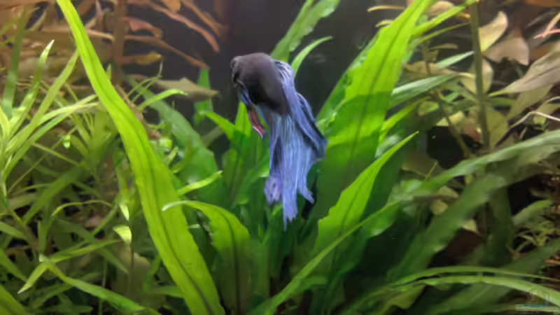 Besatz im Aquarium Tetra AquaArt30 von +Andre´+ (10)