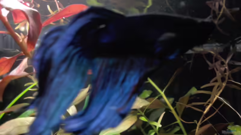 Besatz im Aquarium Tetra AquaArt30 von +Andre´+ (11)