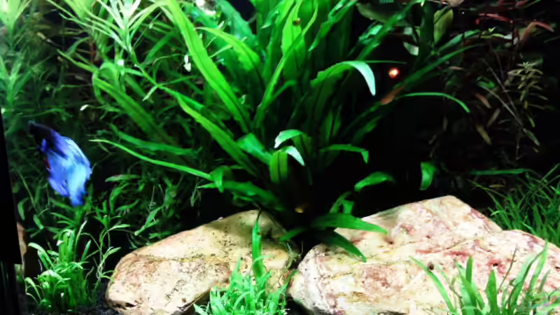 Besatz im Aquarium Tetra AquaArt30 von +Andre´+ (8)