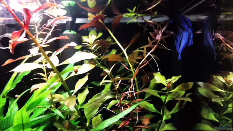 Besatz im Aquarium Tetra AquaArt30 von +Andre´+ (9)