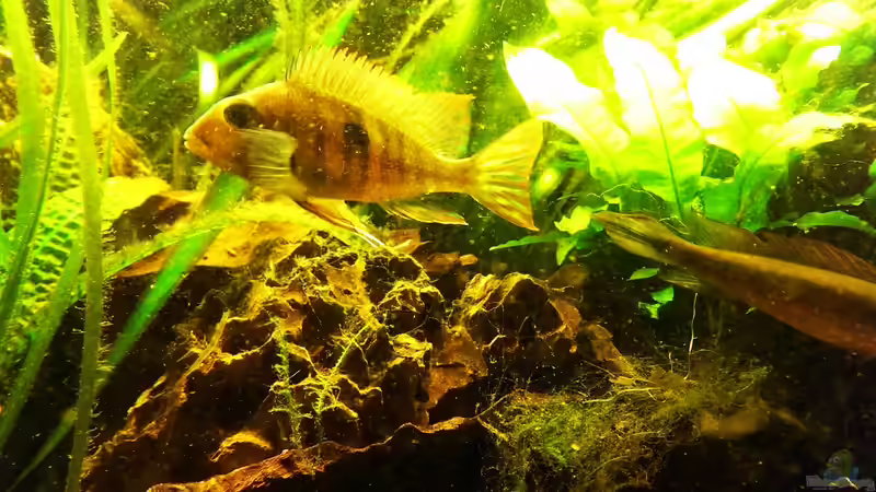 Besatz im Aquarium Teufelsbecken von Seemann (32)